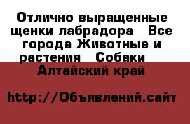 Отлично выращенные щенки лабрадора - Все города Животные и растения » Собаки   . Алтайский край